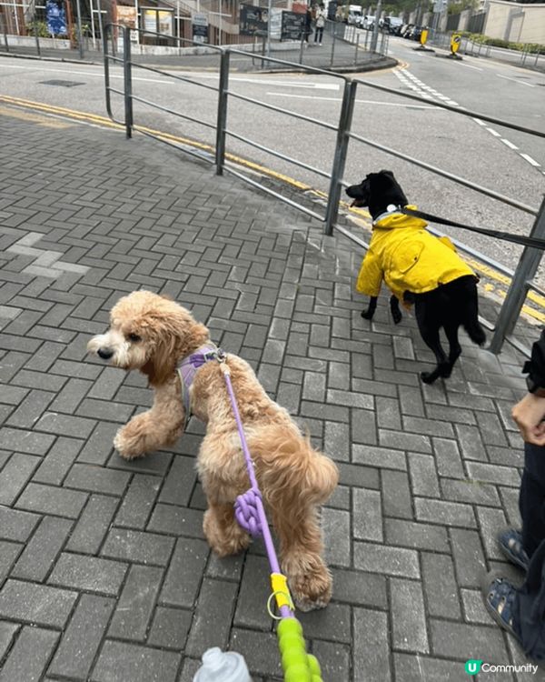 佢個名叫oreo。 好喜歡跟其他的朋友一起去玩