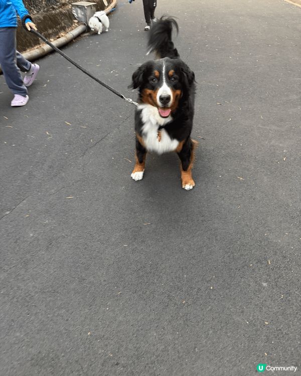 佢個名叫oreo。 好喜歡跟其他的朋友一起去玩