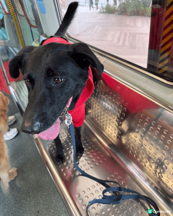 佢個名叫oreo。 好喜歡跟其他的朋友一起去玩