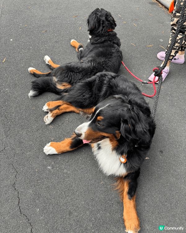 佢個名叫oreo。 好喜歡跟其他的朋友一起去玩