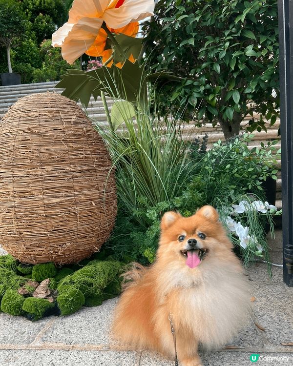 我係一隻超級鐘意去街街嘅松鼠狗，亦都好鍾意同人玩，同時超級為...