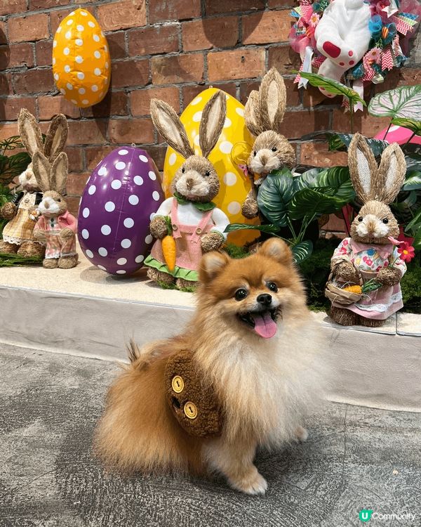 我係一隻超級鐘意去街街嘅松鼠狗，亦都好鍾意同人玩，同時超級為...