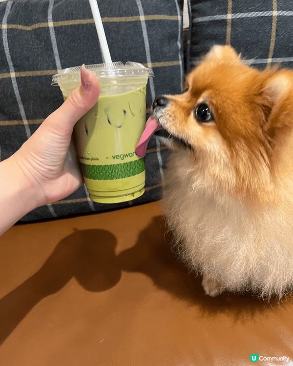 我係一隻超級鐘意去街街嘅松鼠狗，亦都好鍾意同人玩，同時超級為...