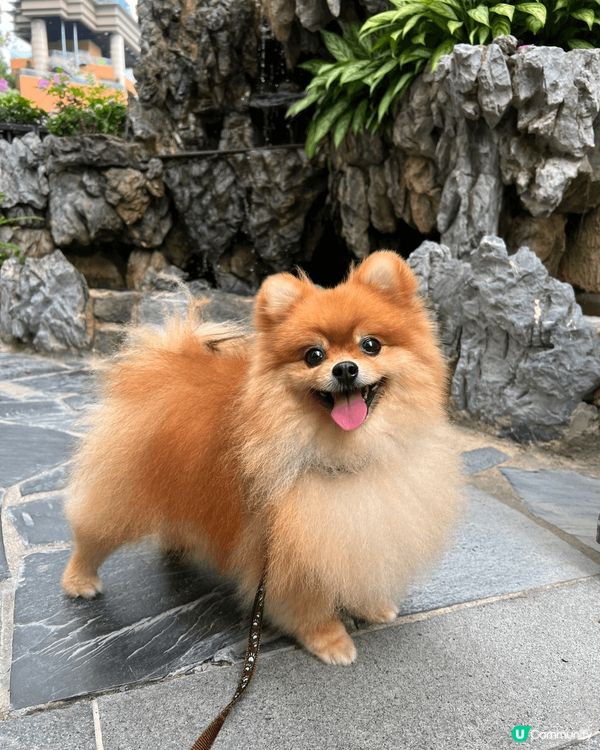 我係一隻超級鐘意去街街嘅松鼠狗，亦都好鍾意同人玩，同時超級為...