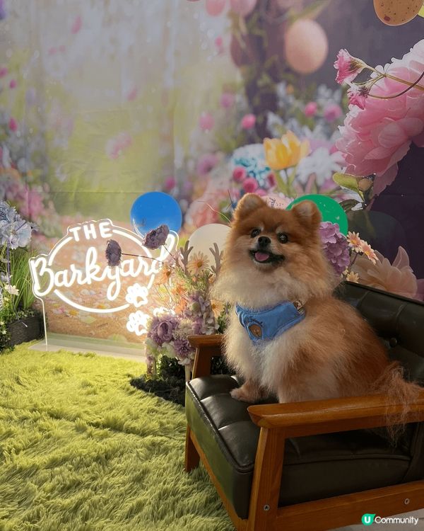 我係一隻超級鐘意去街街嘅松鼠狗，亦都好鍾意同人玩，同時超級為...