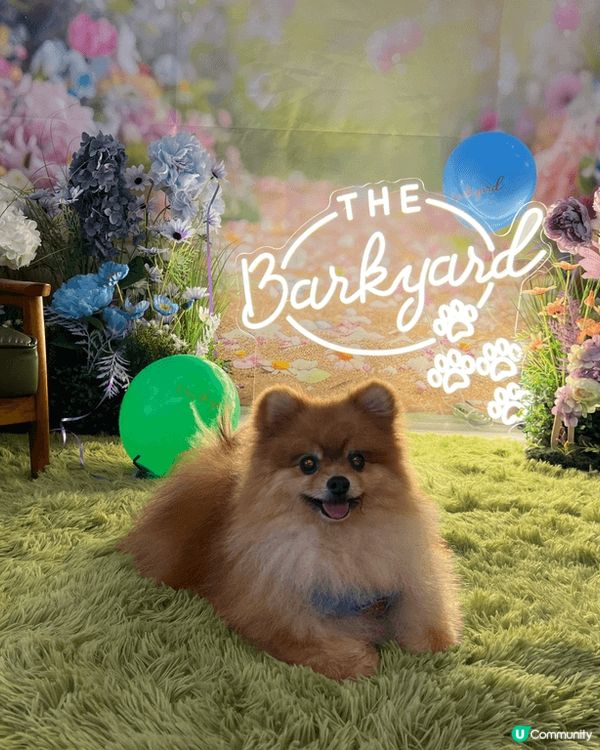 我係一隻超級鐘意去街街嘅松鼠狗，亦都好鍾意同人玩，同時超級為...