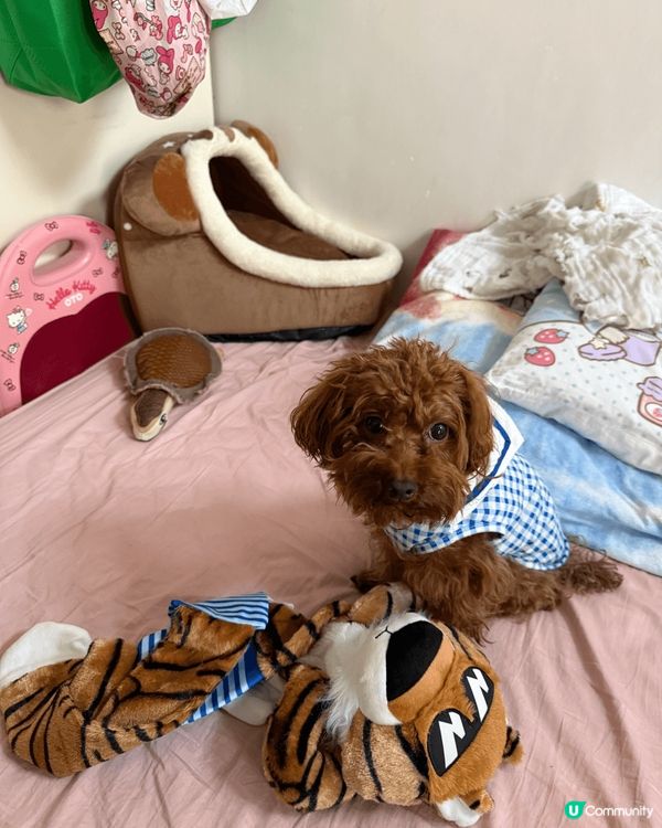 我隻狗狗叫啡啡，今年3歲，最鐘意咬布