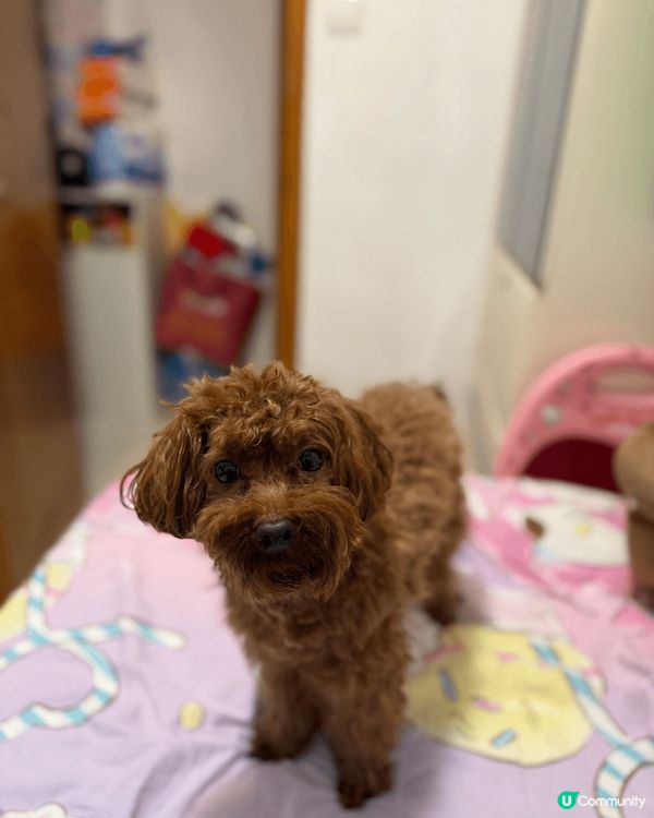 我隻狗狗叫啡啡，今年3歲，最鐘意咬布