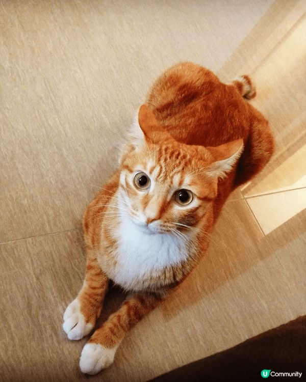 記得我們養過一隻黃黑道的小貓，它機靈好動，非常討人喜歡，圓圓...