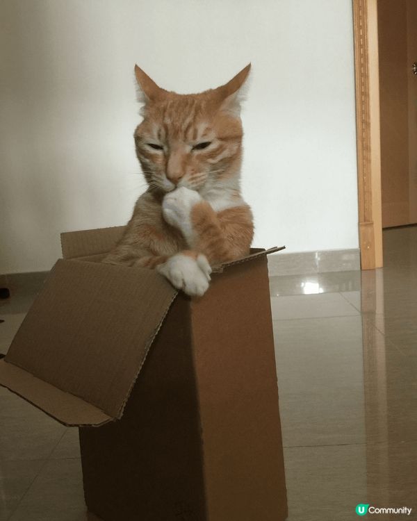 記得我們養過一隻黃黑道的小貓，它機靈好動，非常討人喜歡，圓圓...