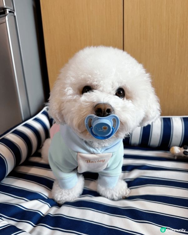 我家狗狗係全白色小比熊，梗係要用更加多嘅心機打理㗎啦！想試用...