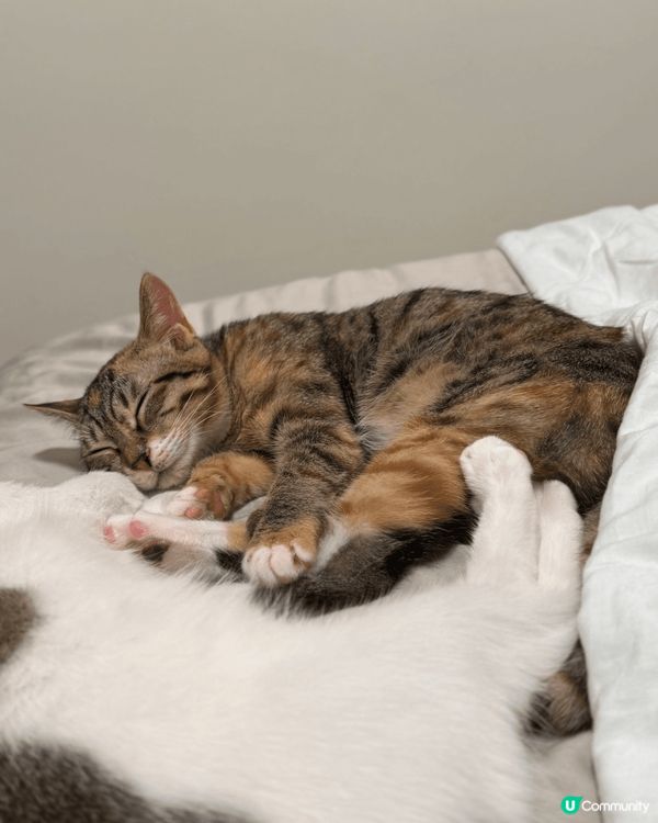 可愛啵妹 🐾 訓覺都得意過人 🥰 要健健康康長大！