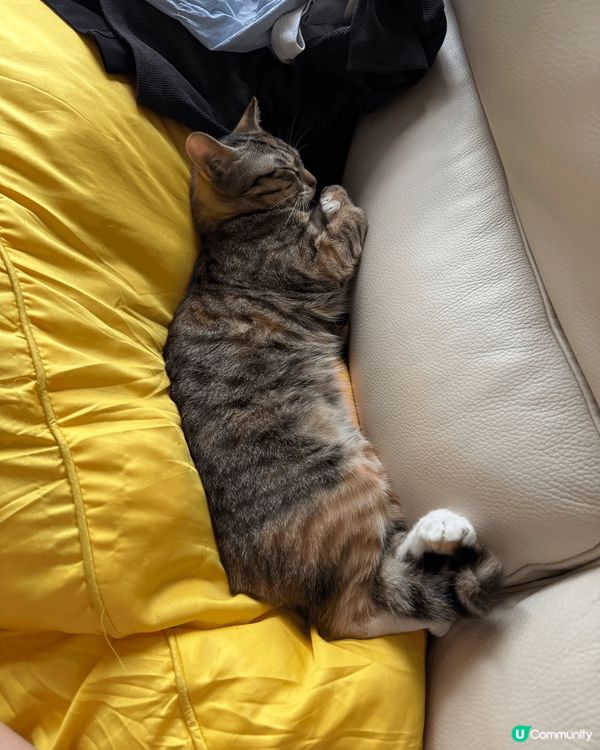 可愛啵妹 🐾 訓覺都得意過人 🥰 要健健康康長大！