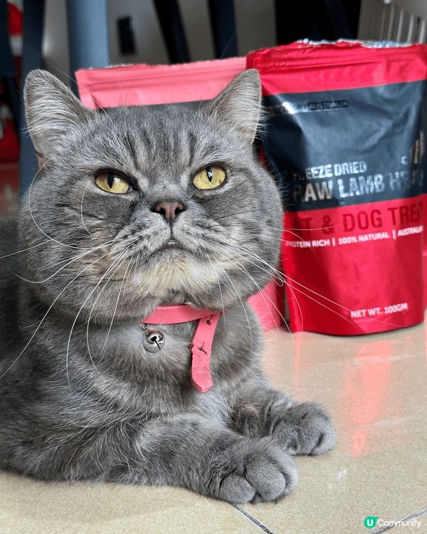 琴日買咗新嘢俾隻主子試，真係試到舔舔脷，眼仔碌碌