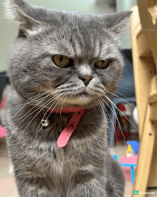 琴日買咗新嘢俾隻主子試，真係試到舔舔脷，眼仔碌碌