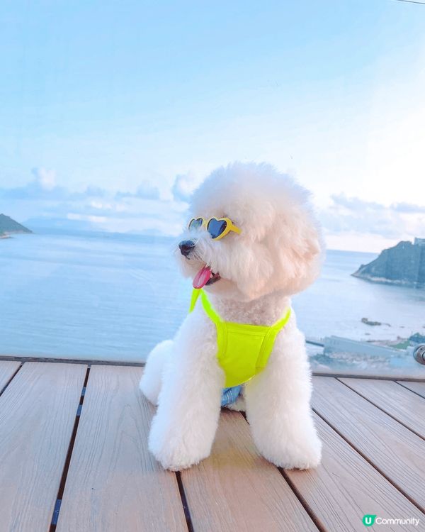 hello，我叫查查，係一隻toy poodle🚺。不過好多...