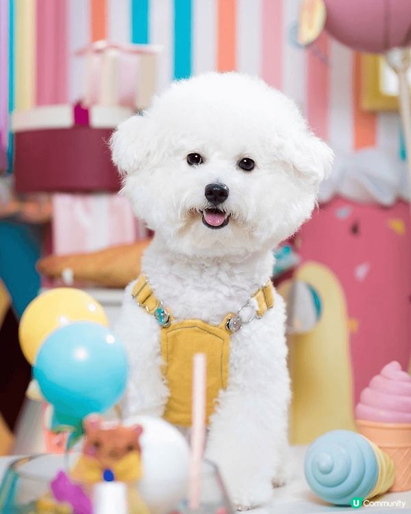 hello，我叫查查，係一隻toy poodle🚺。不過好多...