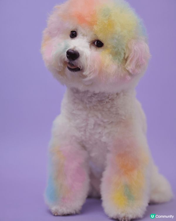 hello，我叫查查，係一隻toy poodle🚺。不過好多...