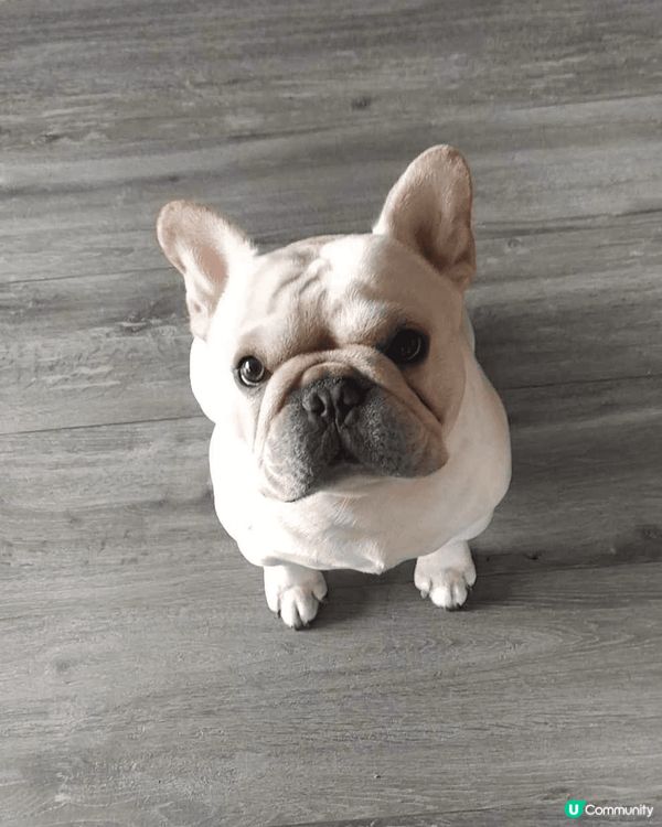 佢係一隻肥法虎 係我最愛既小狗 今年二歲啦 訓覺會有鼻寒聲