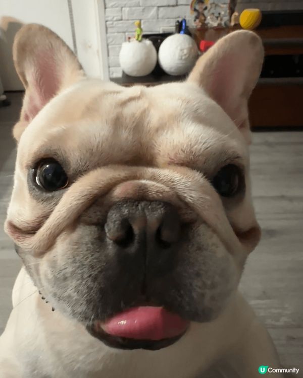 佢係一隻肥法虎 係我最愛既小狗 今年二歲啦 訓覺會有鼻寒聲