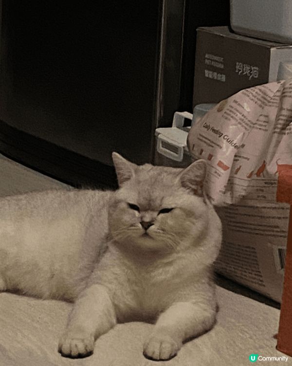 毛孩可愛有趣相