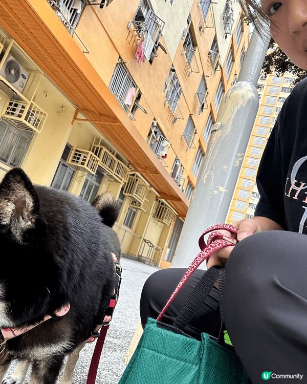 每日必定動作，就是帶毛孩出外散步，這條路是必經之路，可能這條...