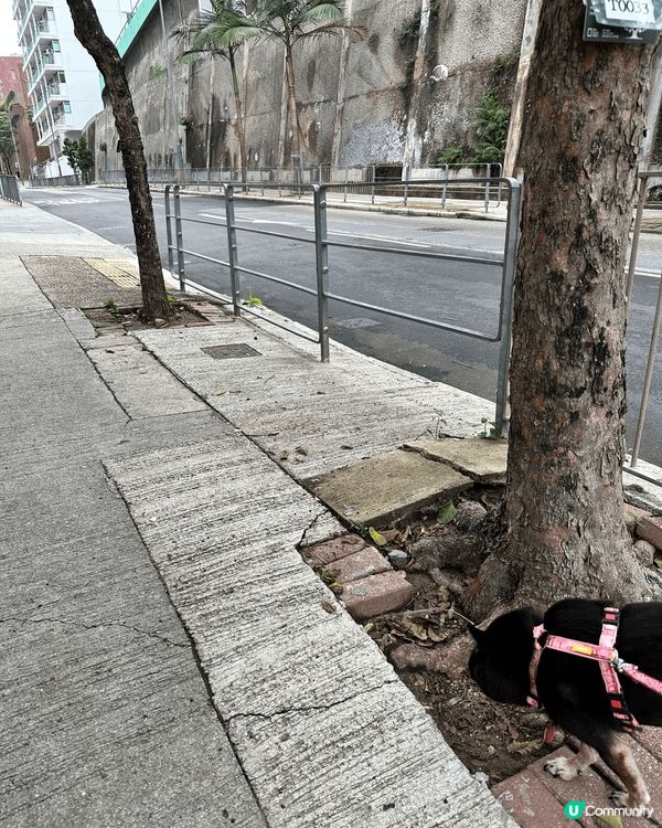 每日必定動作，就是帶毛孩出外散步，這條路是必經之路，可能這條...