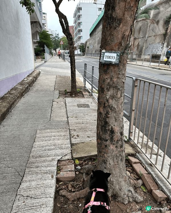 每日必定動作，就是帶毛孩出外散步，這條路是必經之路，可能這條...