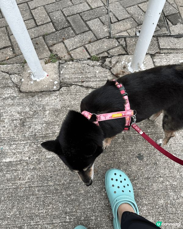 每日必定動作，就是帶毛孩出外散步，這條路是必經之路，可能這條...