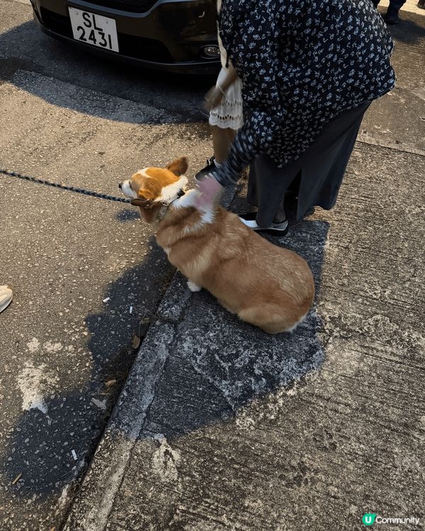 出村口巧遇呢隻好可愛既狗仔，佢叫波子，好鍾意人摸佢頭仔，鍾意...