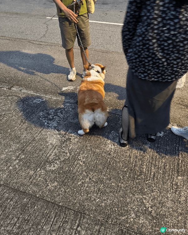 出村口巧遇呢隻好可愛既狗仔，佢叫波子，好鍾意人摸佢頭仔，鍾意...