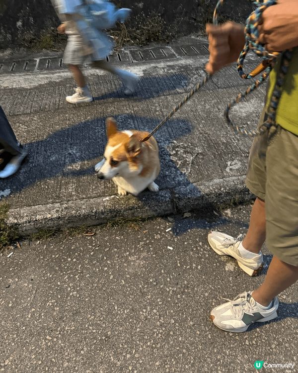 出村口巧遇呢隻好可愛既狗仔，佢叫波子，好鍾意人摸佢頭仔，鍾意...