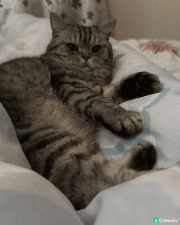 🐱:我係MiuMiu，今年9歲了，係英國短毛貓，平時馭材淨係...