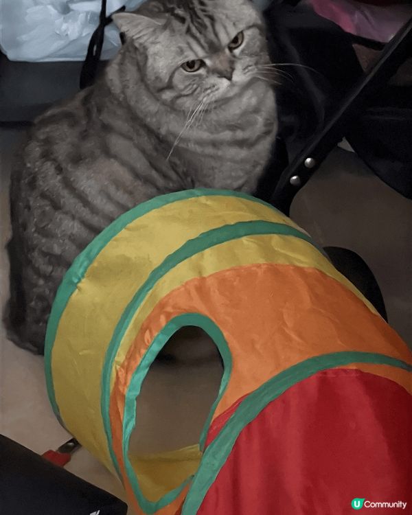 🐱:我係MiuMiu，今年9歲了，係英國短毛貓，平時馭材淨係...