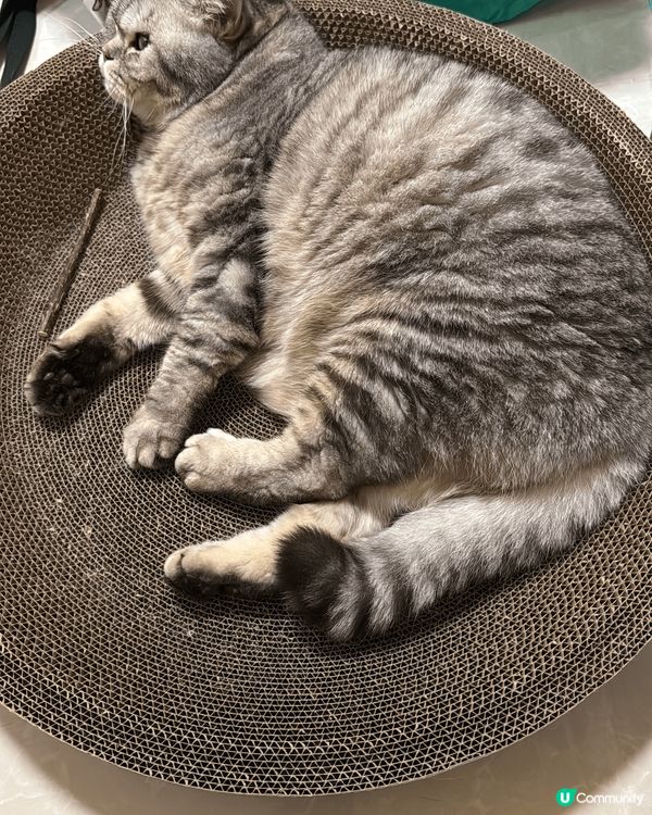 🐱:我係MiuMiu，今年9歲了，係英國短毛貓，平時馭材淨係...