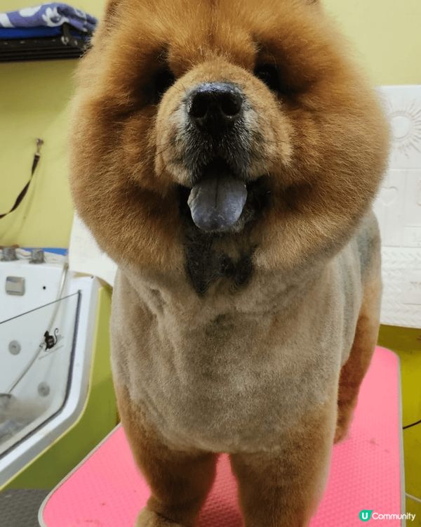 愛護自己嘅毛孩，唔可以淨係俾佢食嘢同玩㗎，要小心佢嘅健康，首...