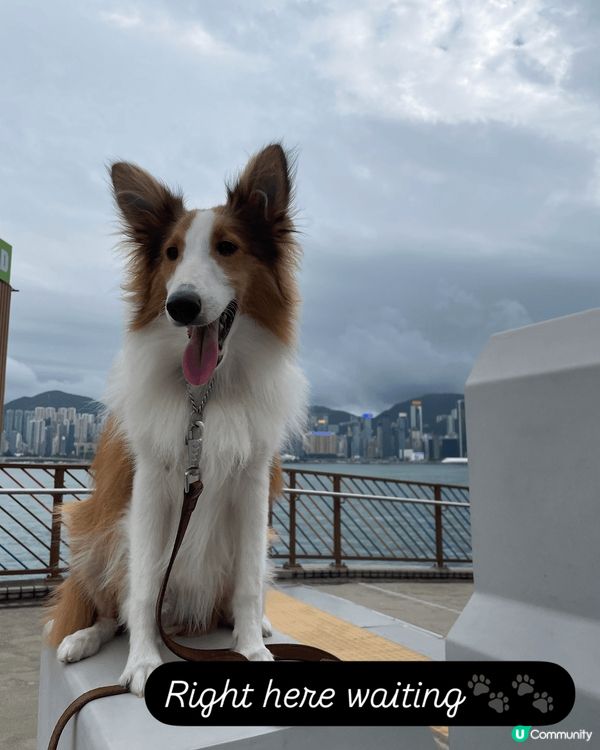 人見人愛，開郎性格，笑口常開，享受狗生，無憂無慮的毛孩