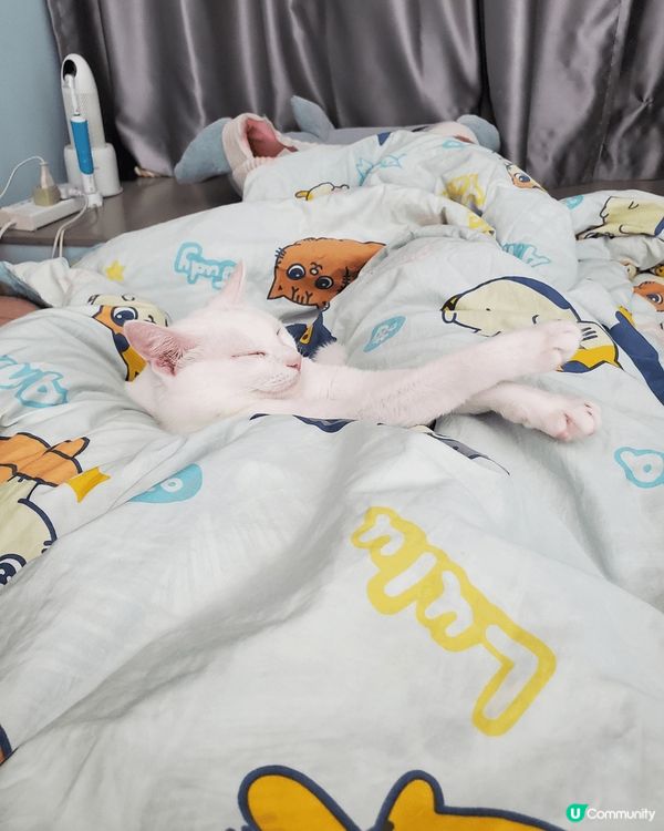 準備瞓覺的姿態！ 瞓覺前伸下懶腰先瞓得舒服！