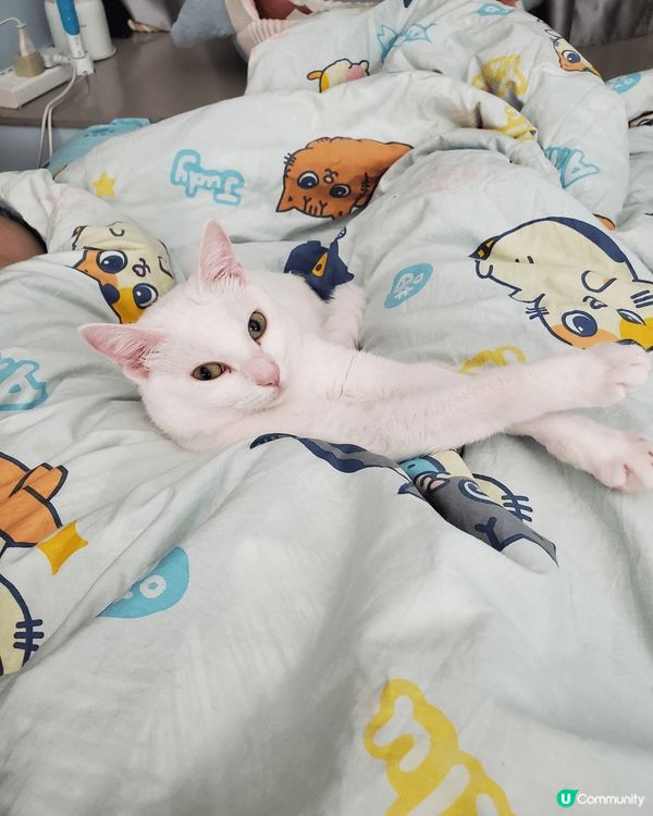 準備瞓覺的姿態！ 瞓覺前伸下懶腰先瞓得舒服！