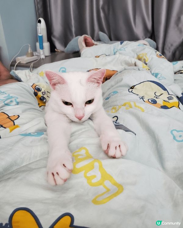 準備瞓覺的姿態！ 瞓覺前伸下懶腰先瞓得舒服！