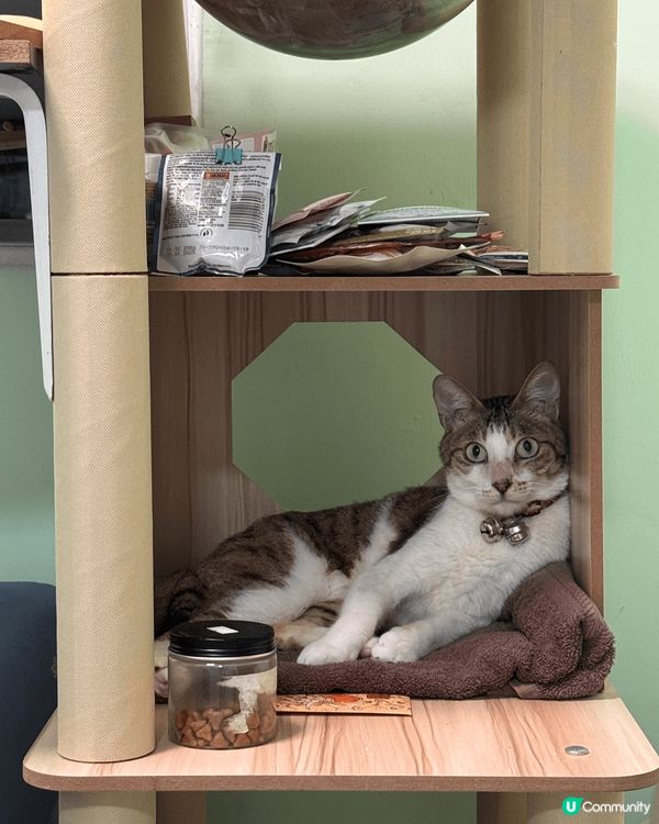 我隻毛孩係隻6歲大男仔唐貓，叫茶走，因為我好鐘意飲奶茶😎呢隻...