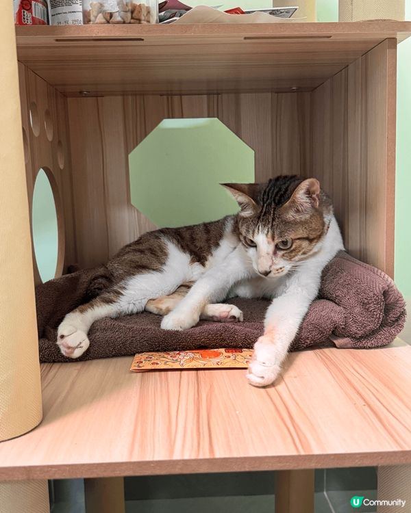 我隻毛孩係隻6歲大男仔唐貓，叫茶走，因為我好鐘意飲奶茶😎呢隻...