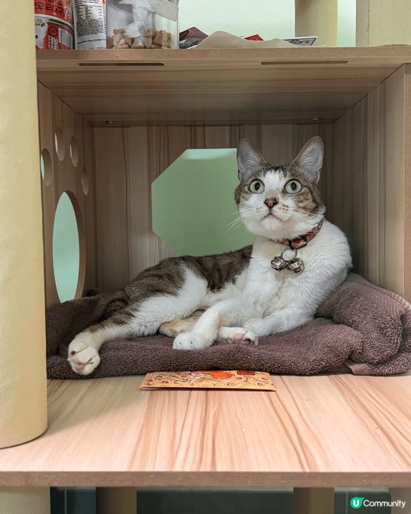 我隻毛孩係隻6歲大男仔唐貓，叫茶走，因為我好鐘意飲奶茶😎呢隻...