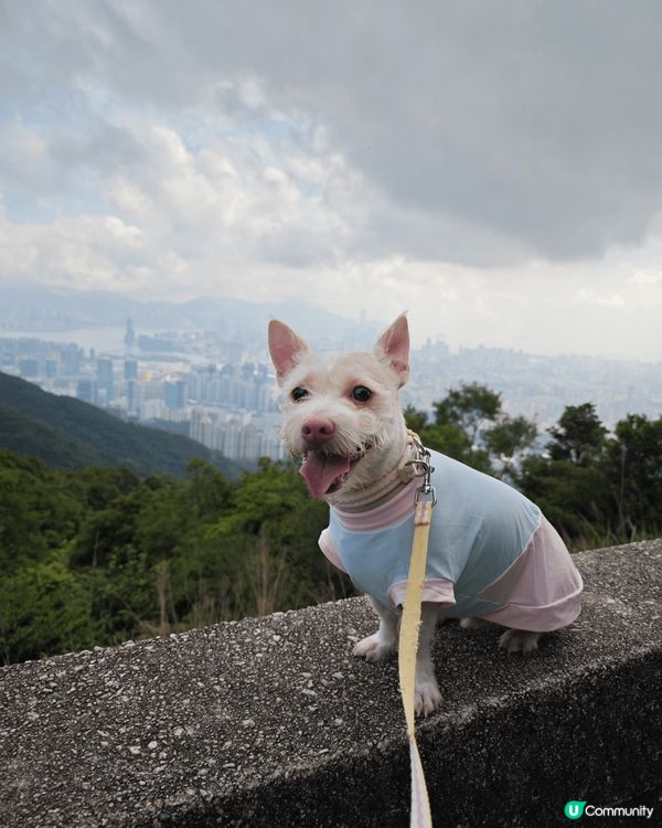我中意帶狗狗去行山，佢每次聽到行山兩個字都會超興奮！其實多鍛...