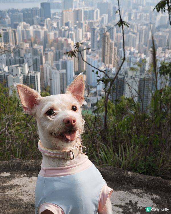 我中意帶狗狗去行山，佢每次聽到行山兩個字都會超興奮！其實多鍛...