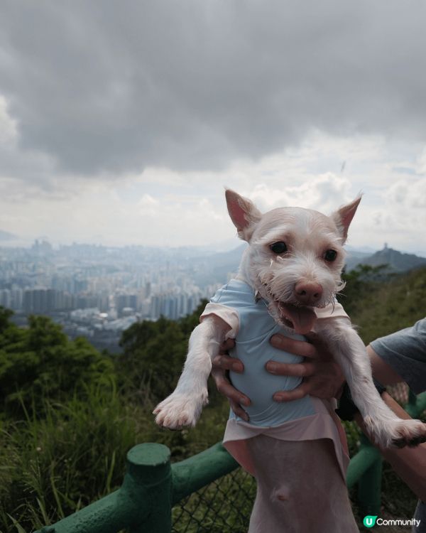 我中意帶狗狗去行山，佢每次聽到行山兩個字都會超興奮！其實多鍛...