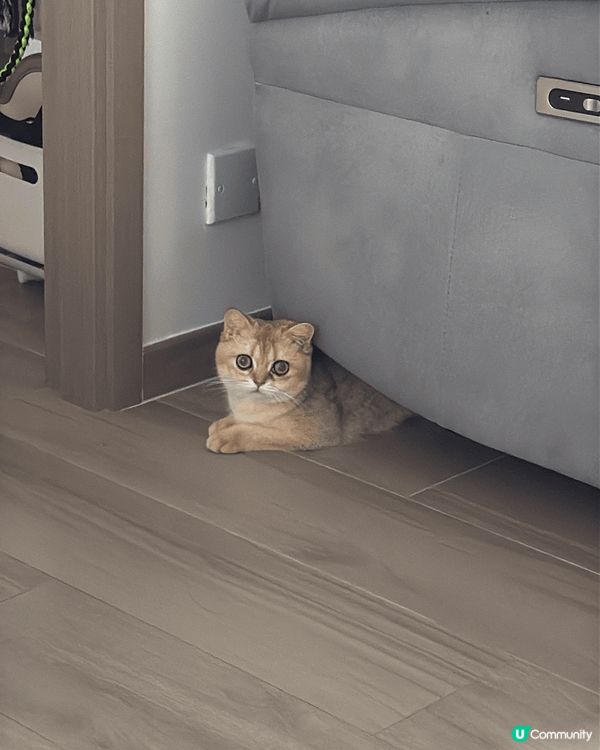 傻更更既小貓咪