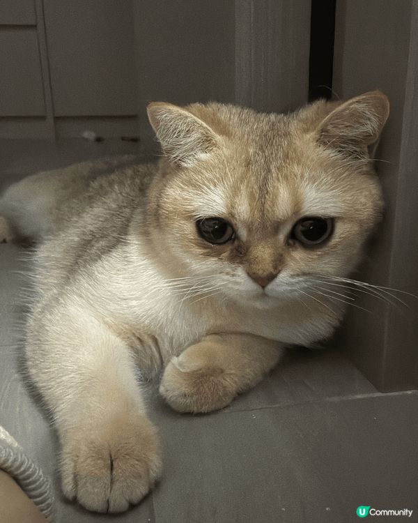 傻更更既小貓咪