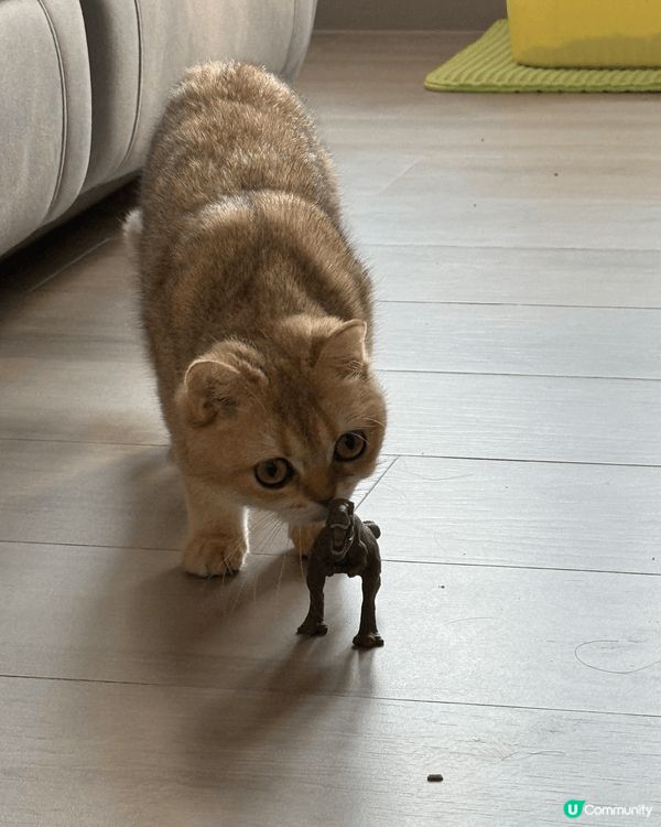 傻更更既小貓咪