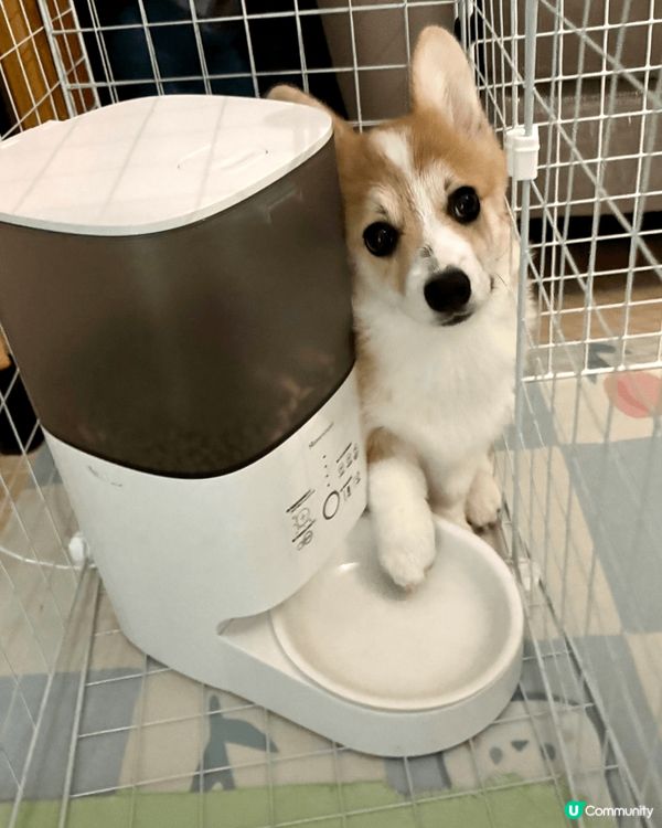 1)我除左鍾意我爸爸媽媽，我最愛就係糧機